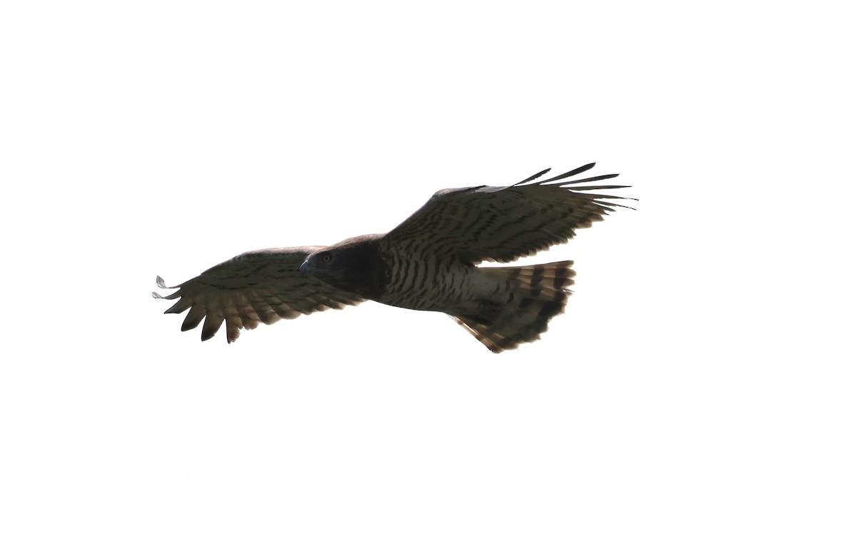Schlangenadler - ML616288029