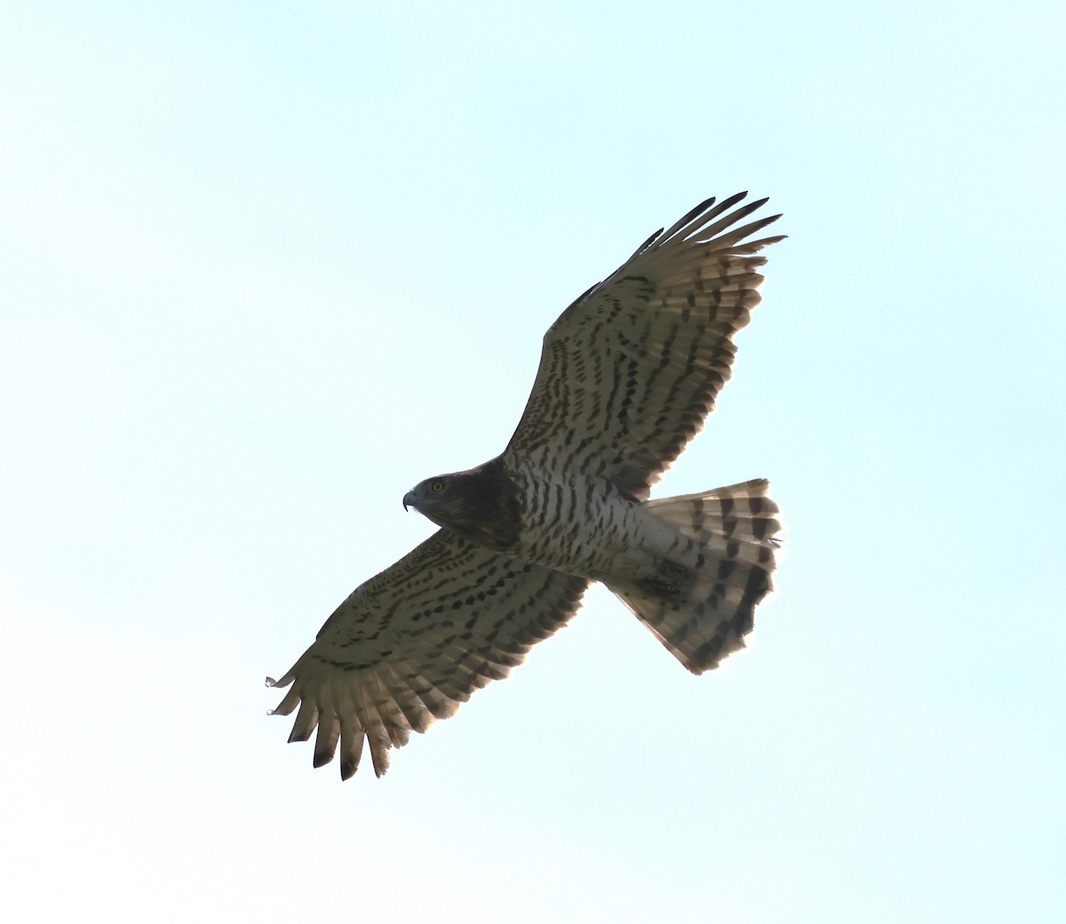 Schlangenadler - ML616288030