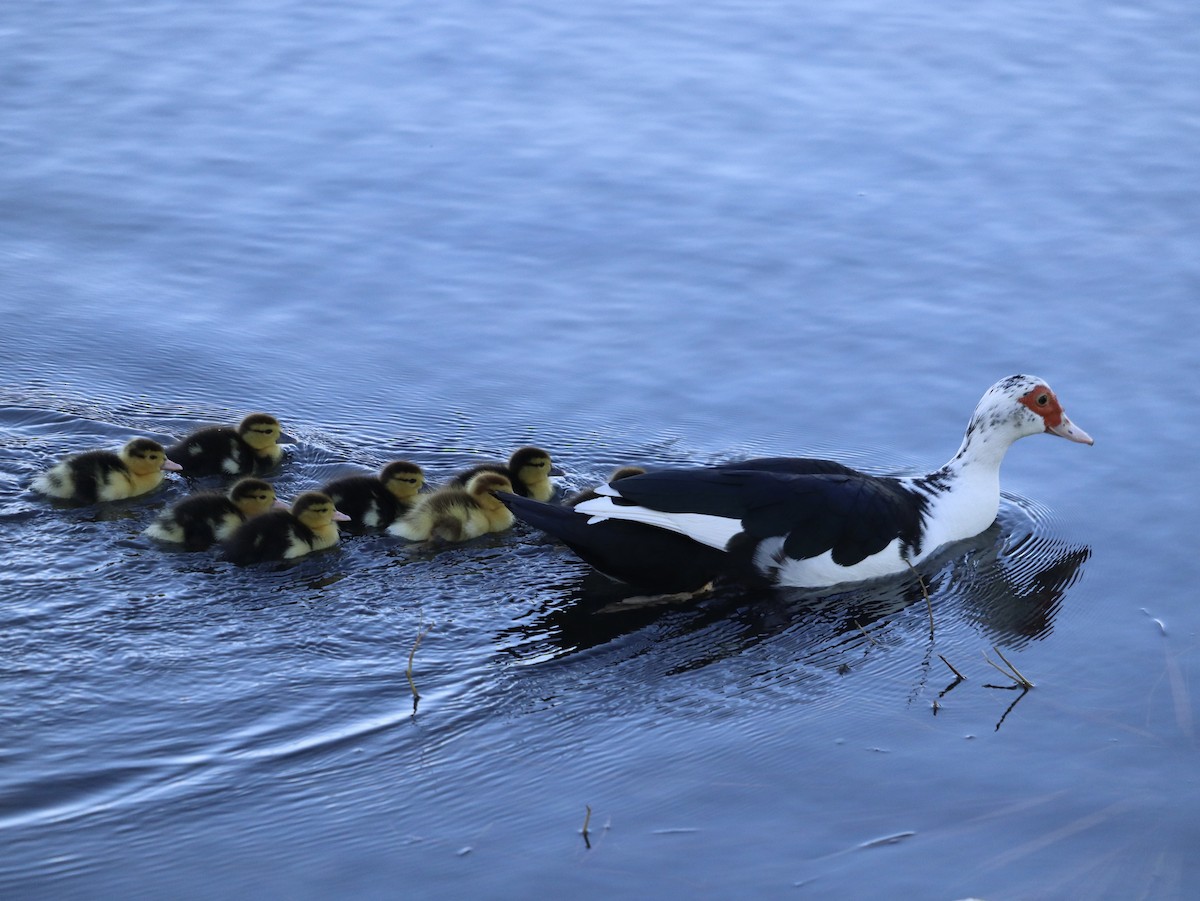 Muscovy Duck (Domestic type) - ML616288054