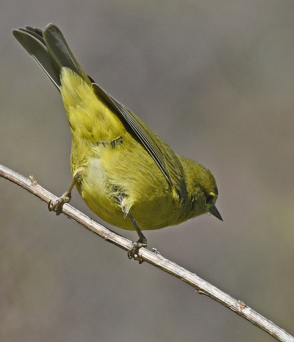 Orange-crowned Warbler (lutescens) - ML616288094