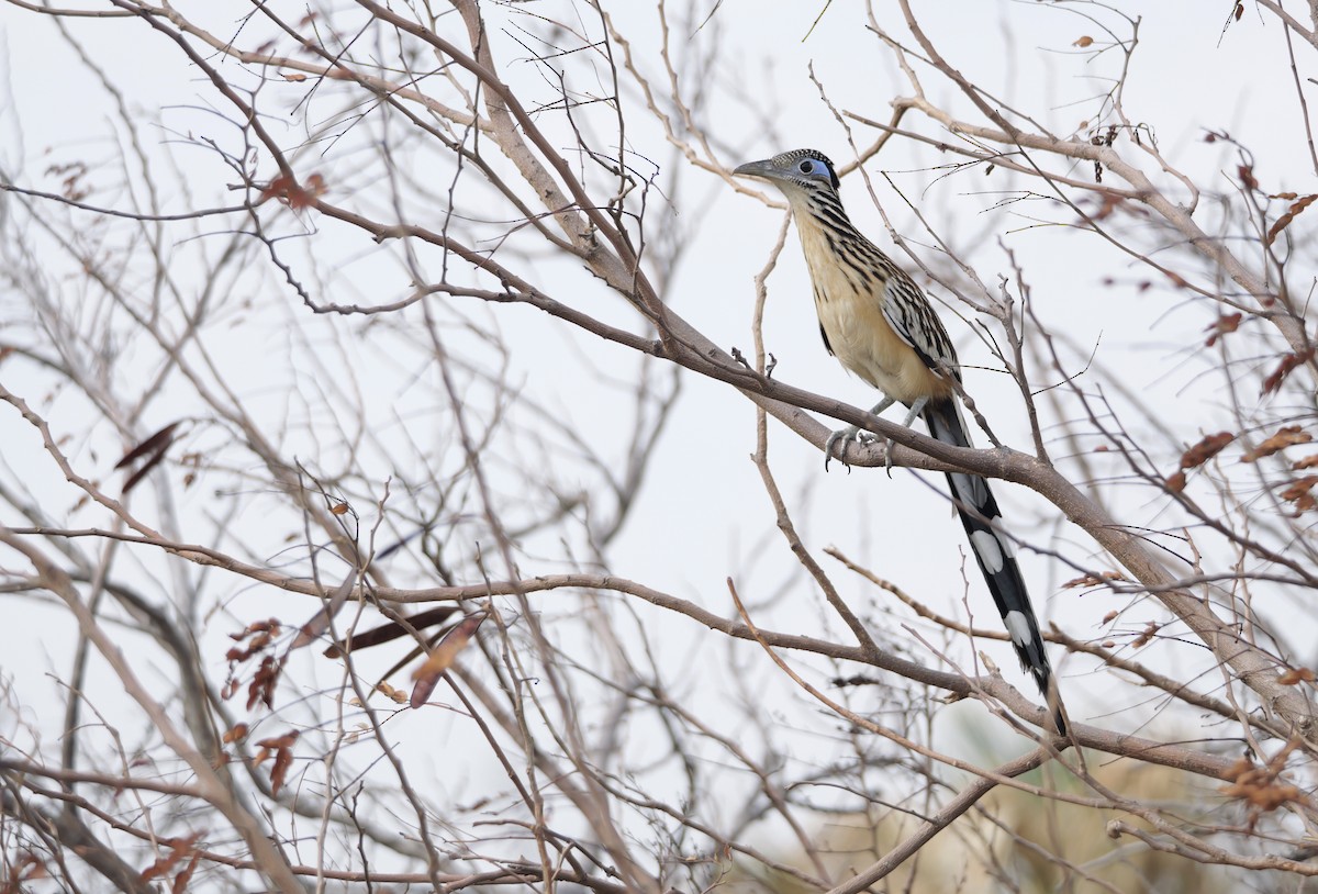 Lesser Roadrunner - ML616288095