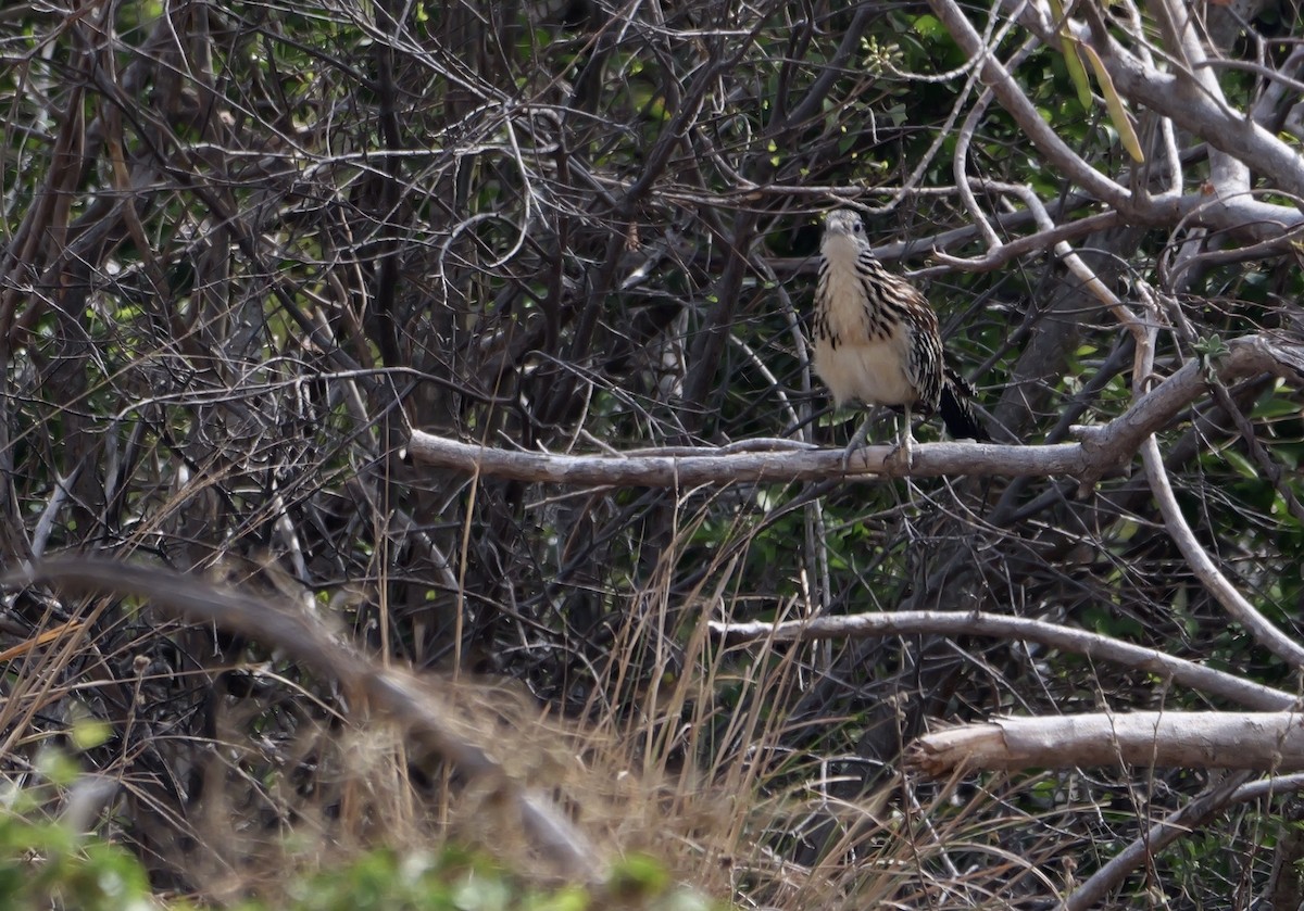 Lesser Roadrunner - ML616288099