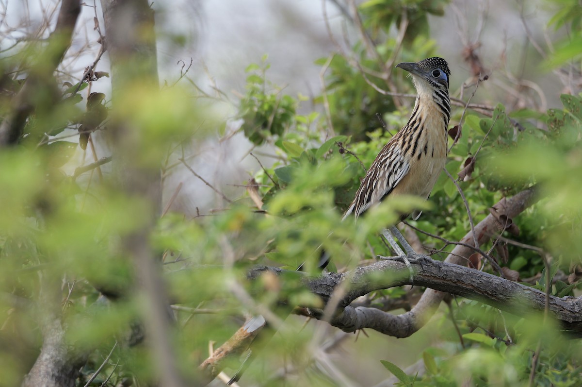 Lesser Roadrunner - ML616288109