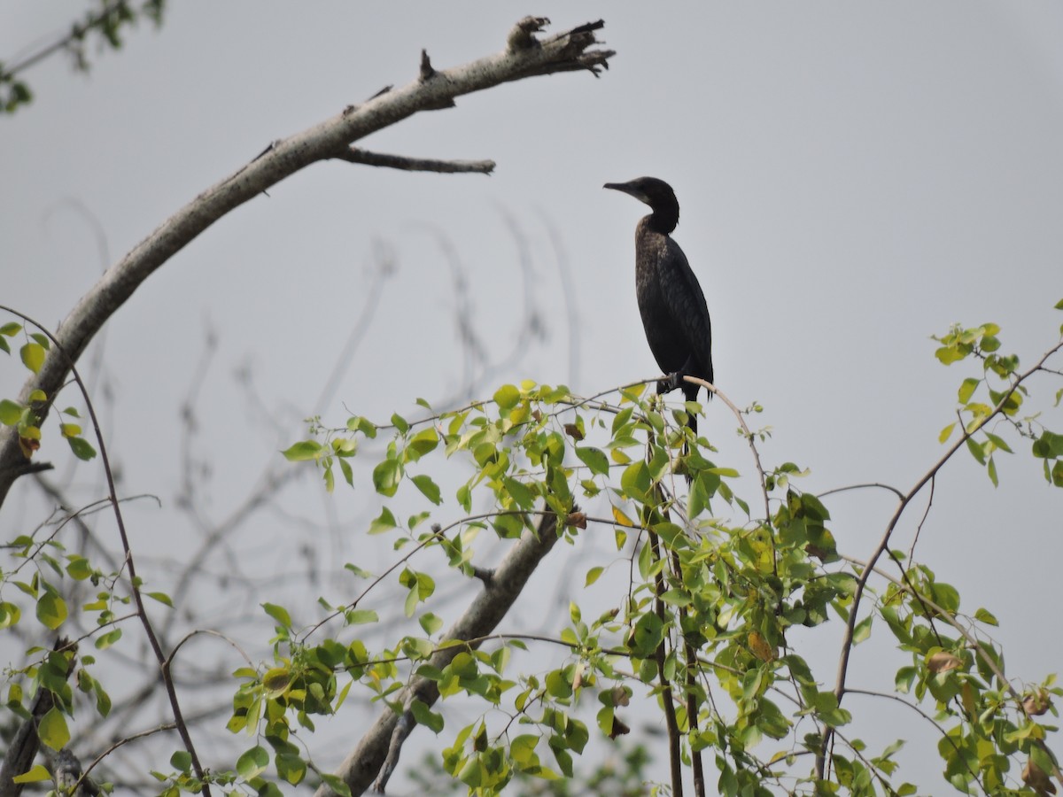 Cormoran de Vieillot ou C. à cou brun - ML616288114