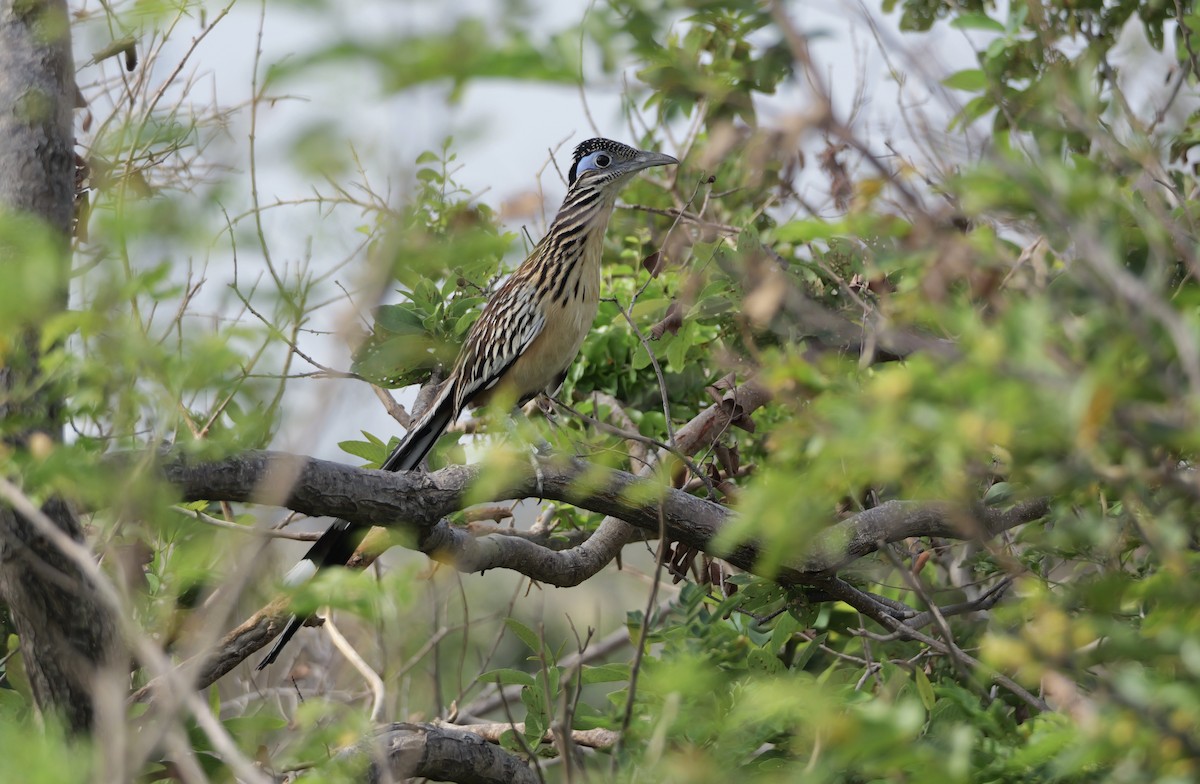 Lesser Roadrunner - ML616288119