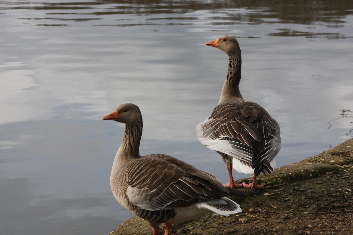 Graylag Goose - ML616288131