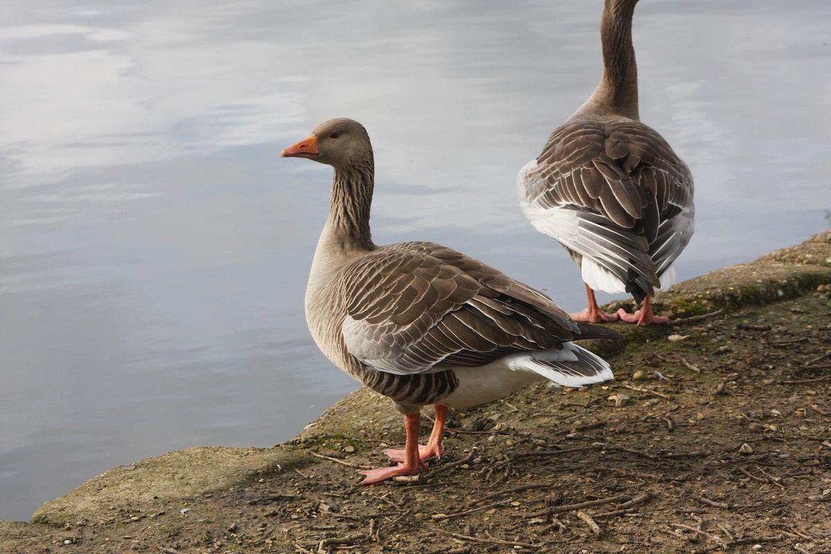 Graylag Goose - ML616288132