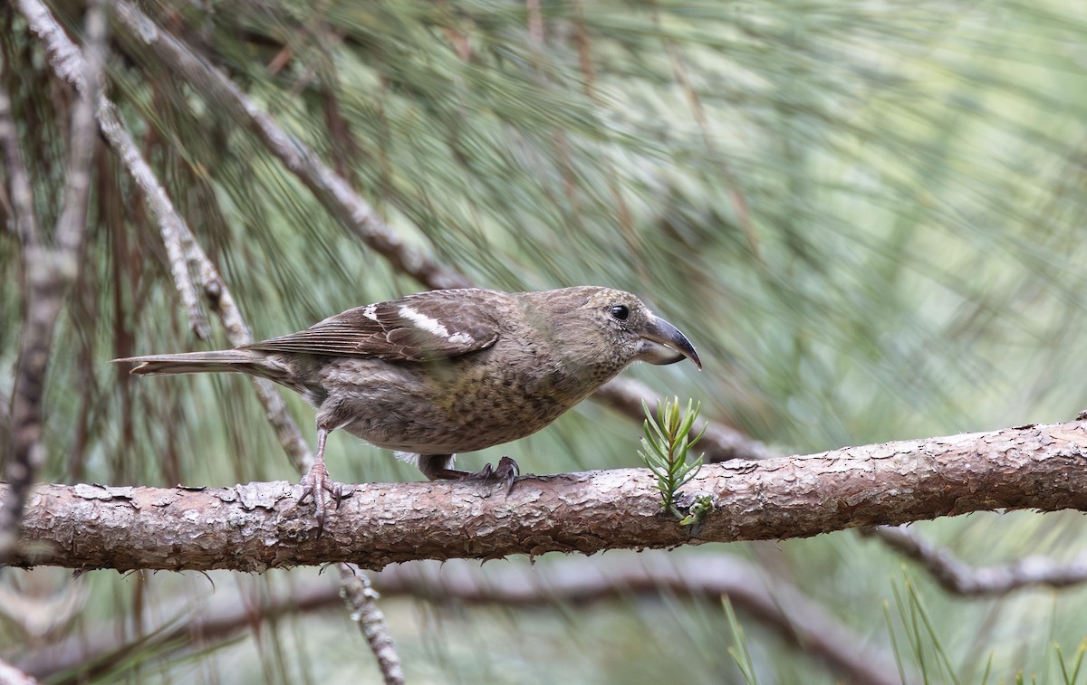 Hispaniolan Crossbill - ML616288152