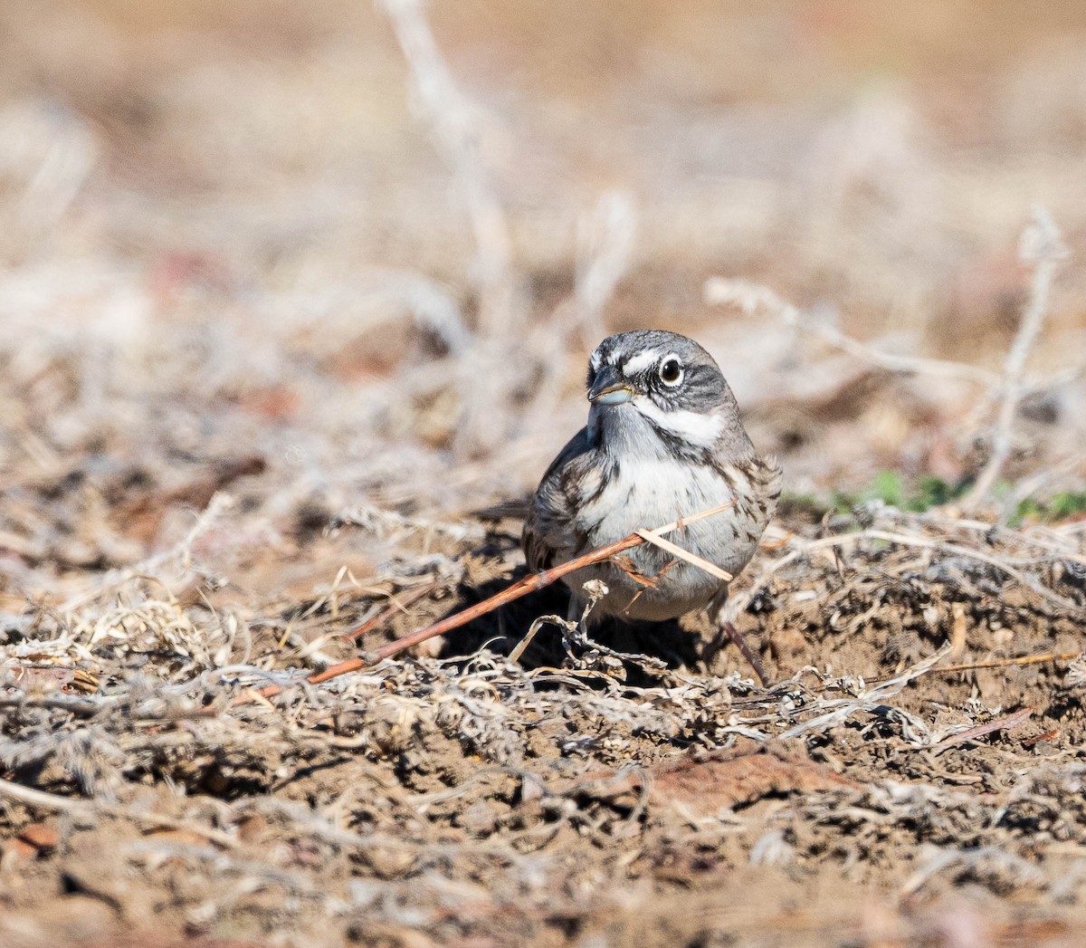 Sagebrush Sparrow - ML616288213