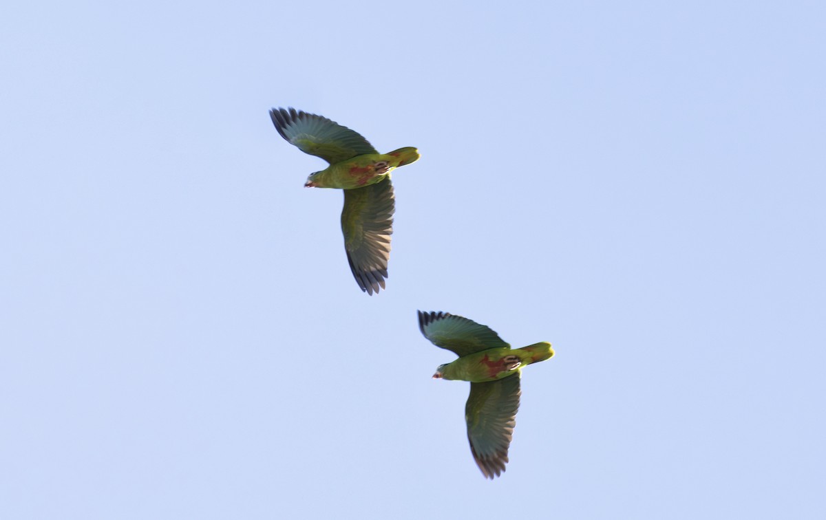 Hispaniolan Parrot - ML616288246