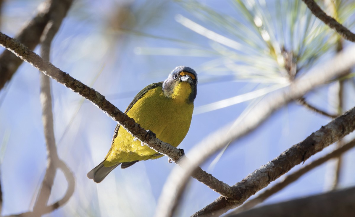 Hispaniolan Euphonia - ML616288318