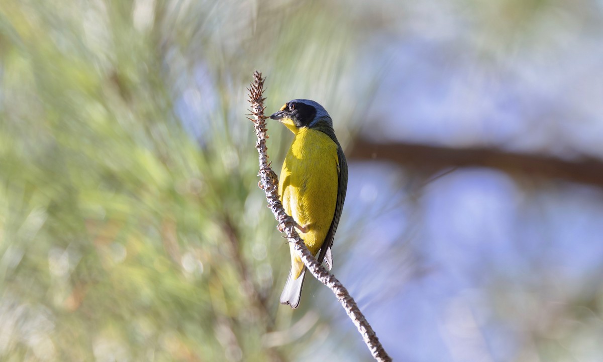 Hispaniolan Euphonia - Timo Mitzen