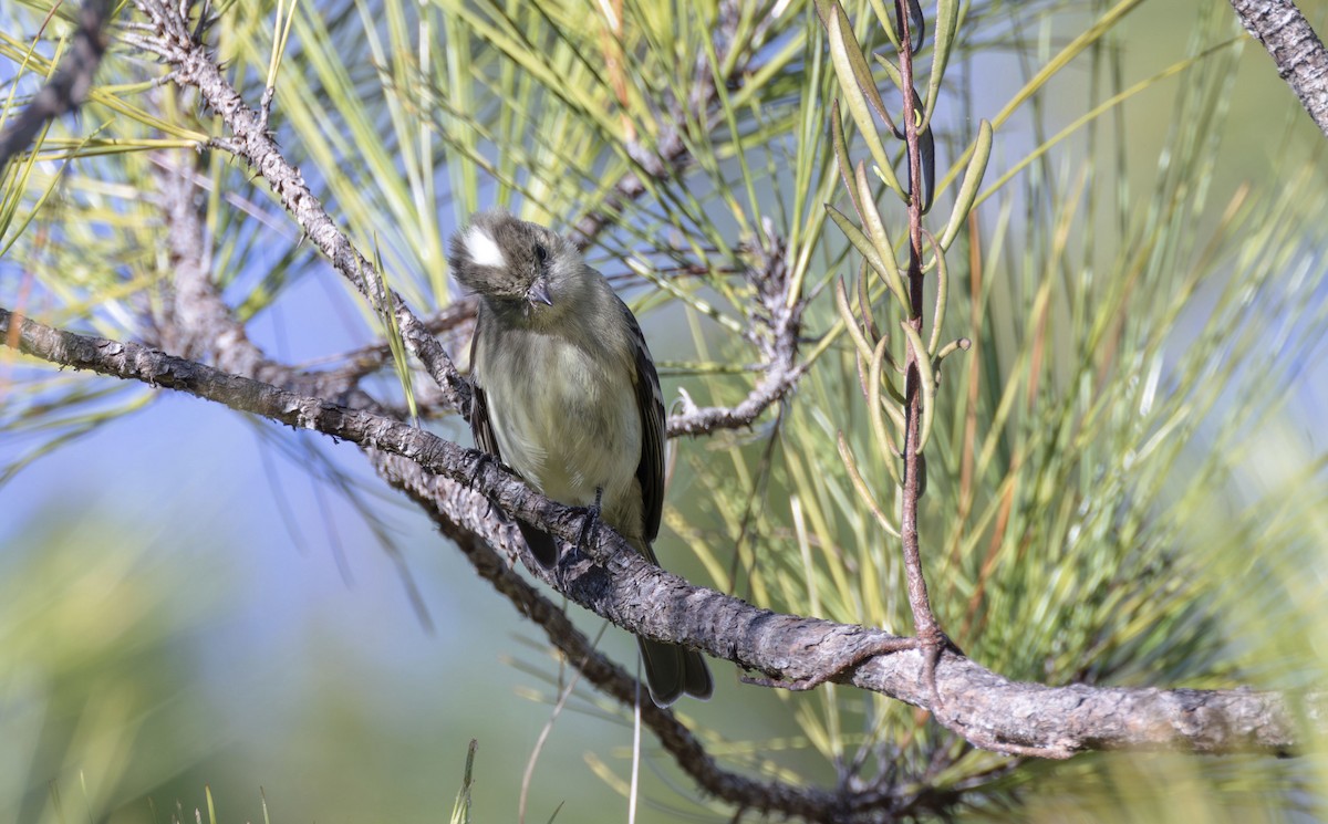 Greater Antillean Elaenia (Hispaniolan) - Timo Mitzen