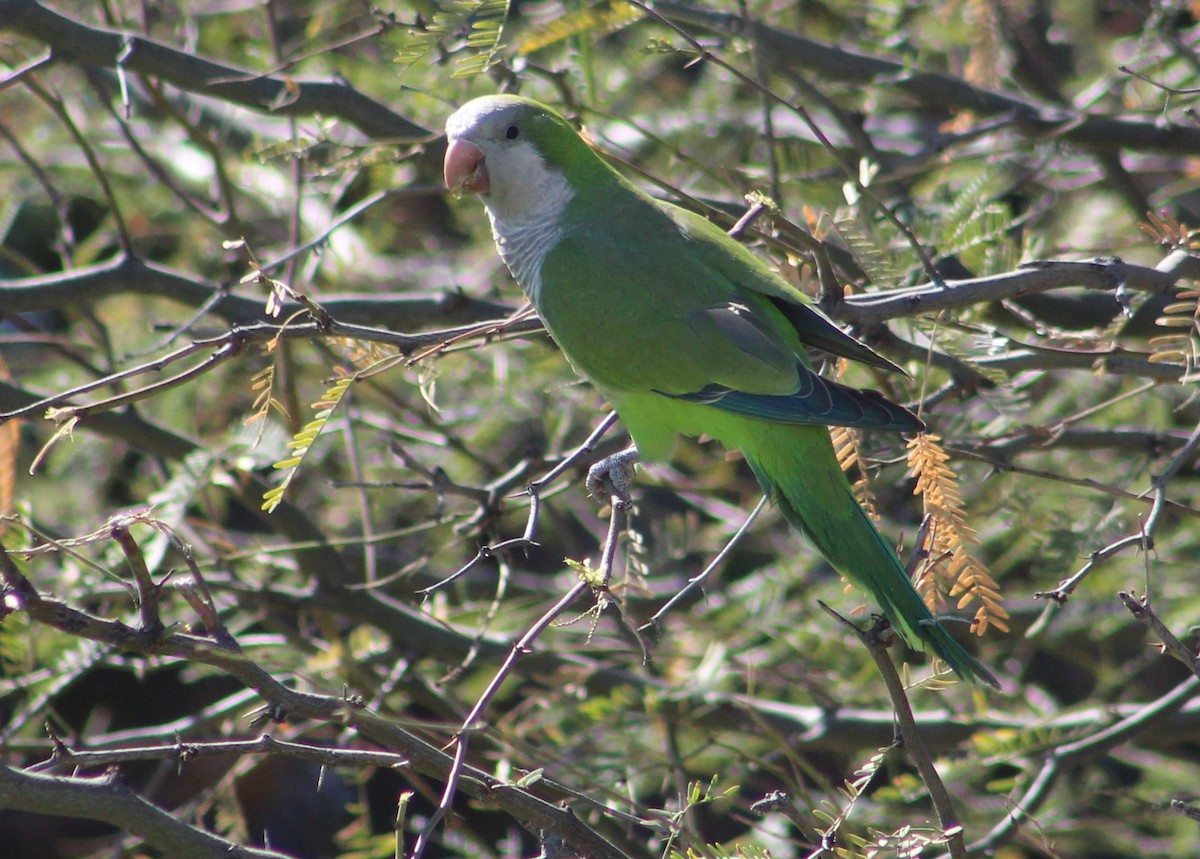 Cotorra Argentina (grupo monachus) - ML616288348