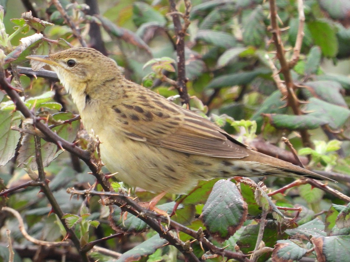 Common Grasshopper Warbler - ML616288354