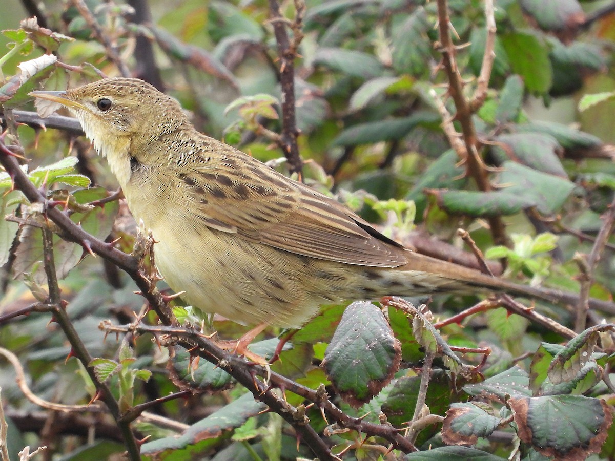 Common Grasshopper Warbler - ML616288355