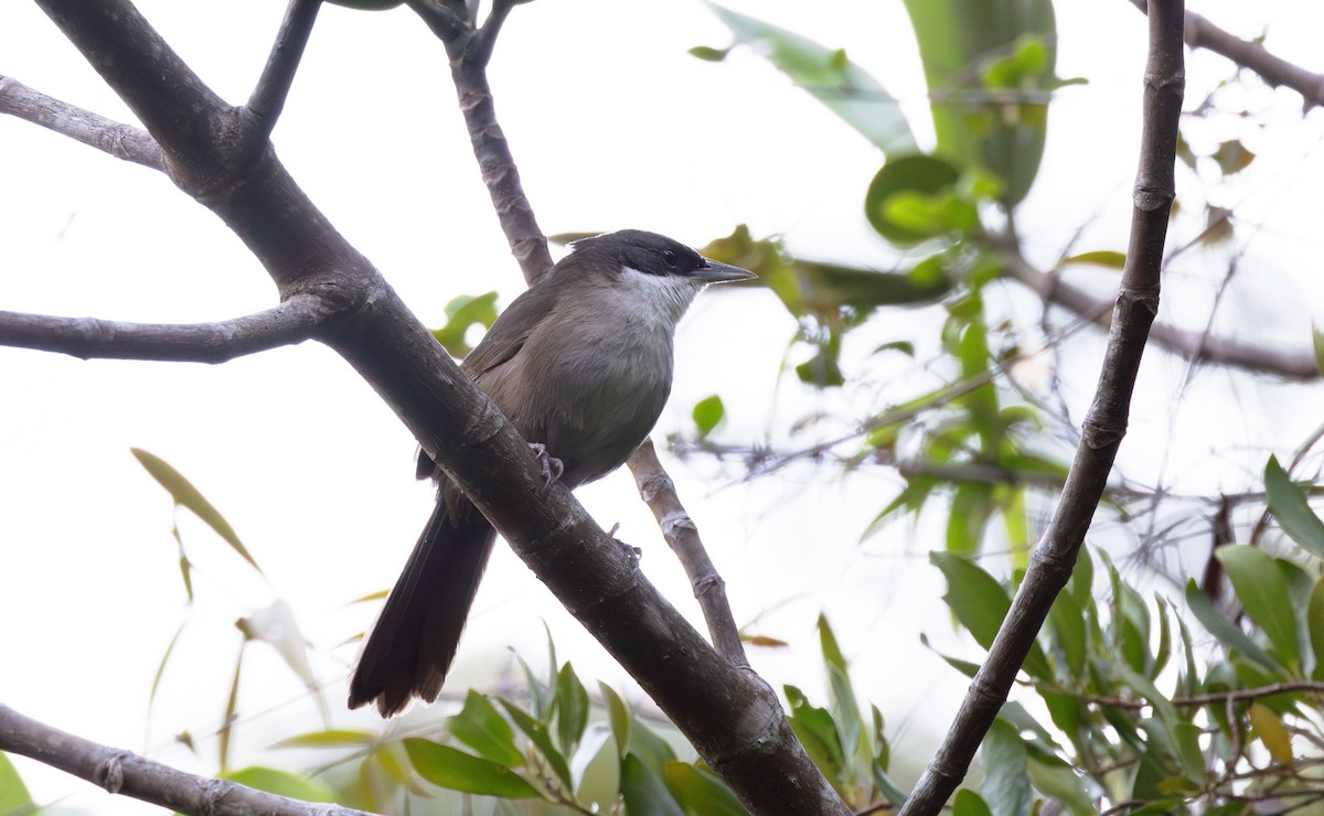 Western Chat-Tanager - ML616288369