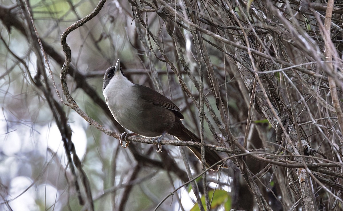 Western Chat-Tanager - ML616288373