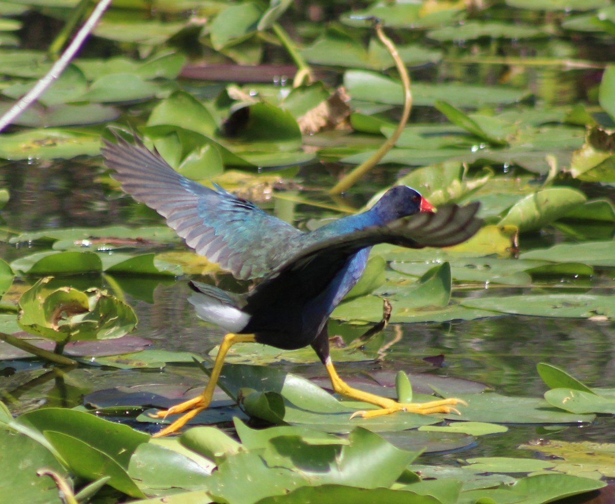 Purple Gallinule - ML616288405