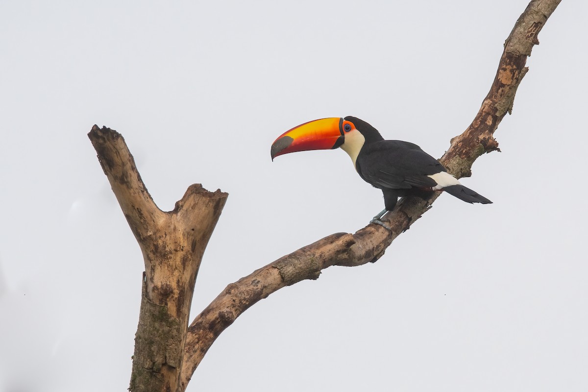 Toco Toucan - ML616288510