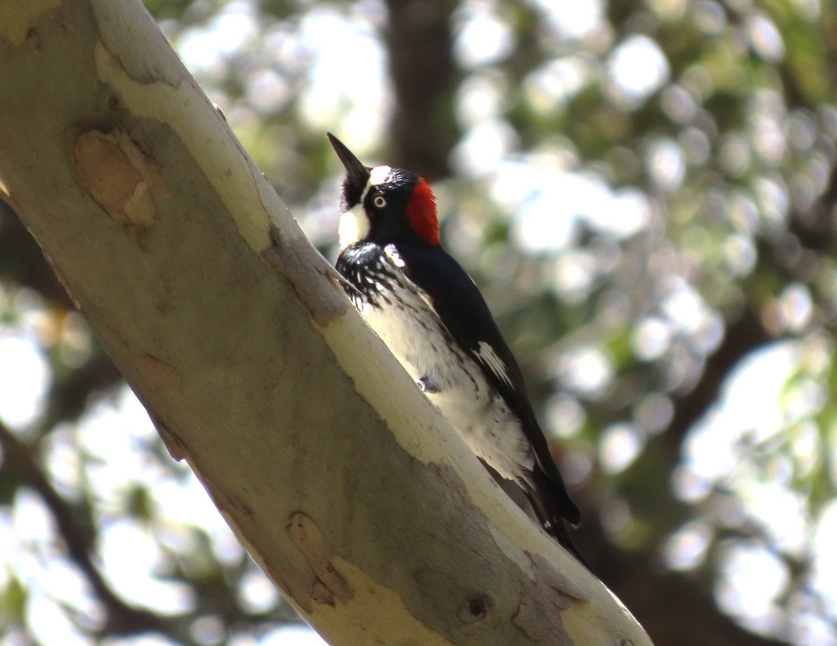 Acorn Woodpecker - ML616288547