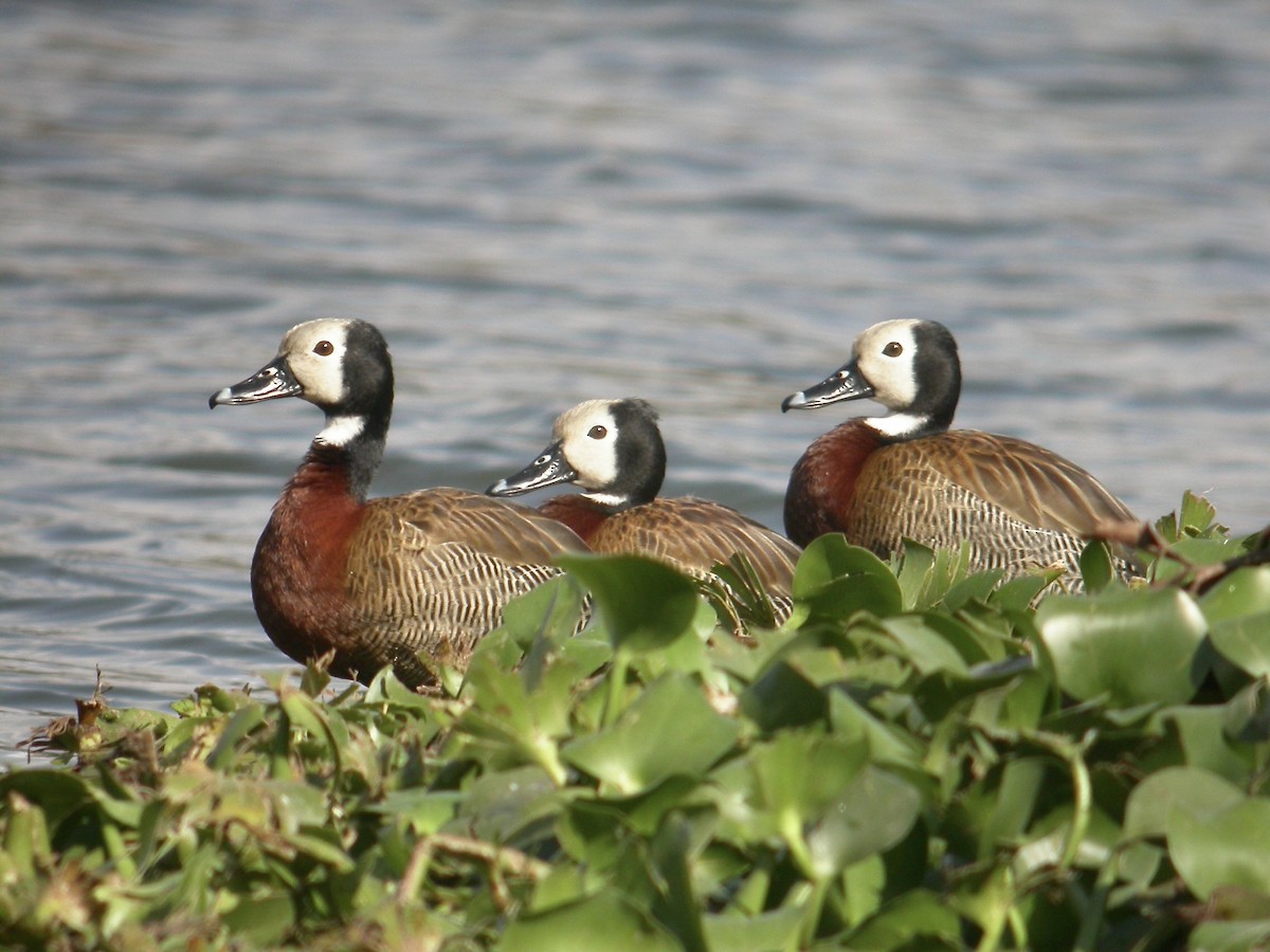 White-faced Whistling-Duck - ML616288632