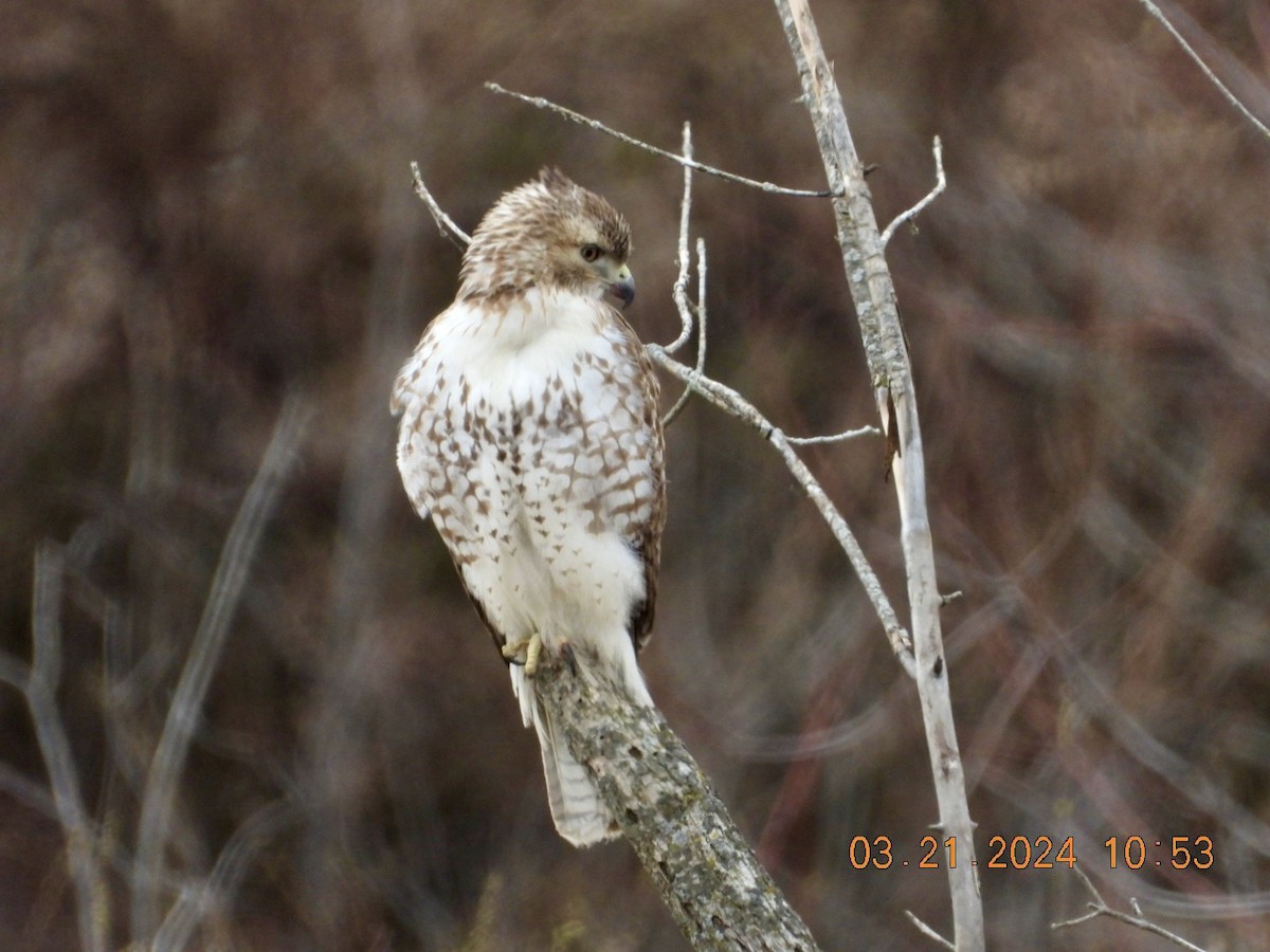 Red-tailed Hawk - ML616288634