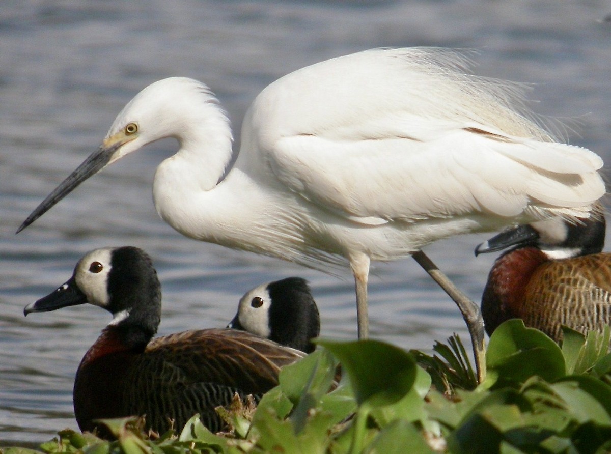 Little Egret - ML616288664