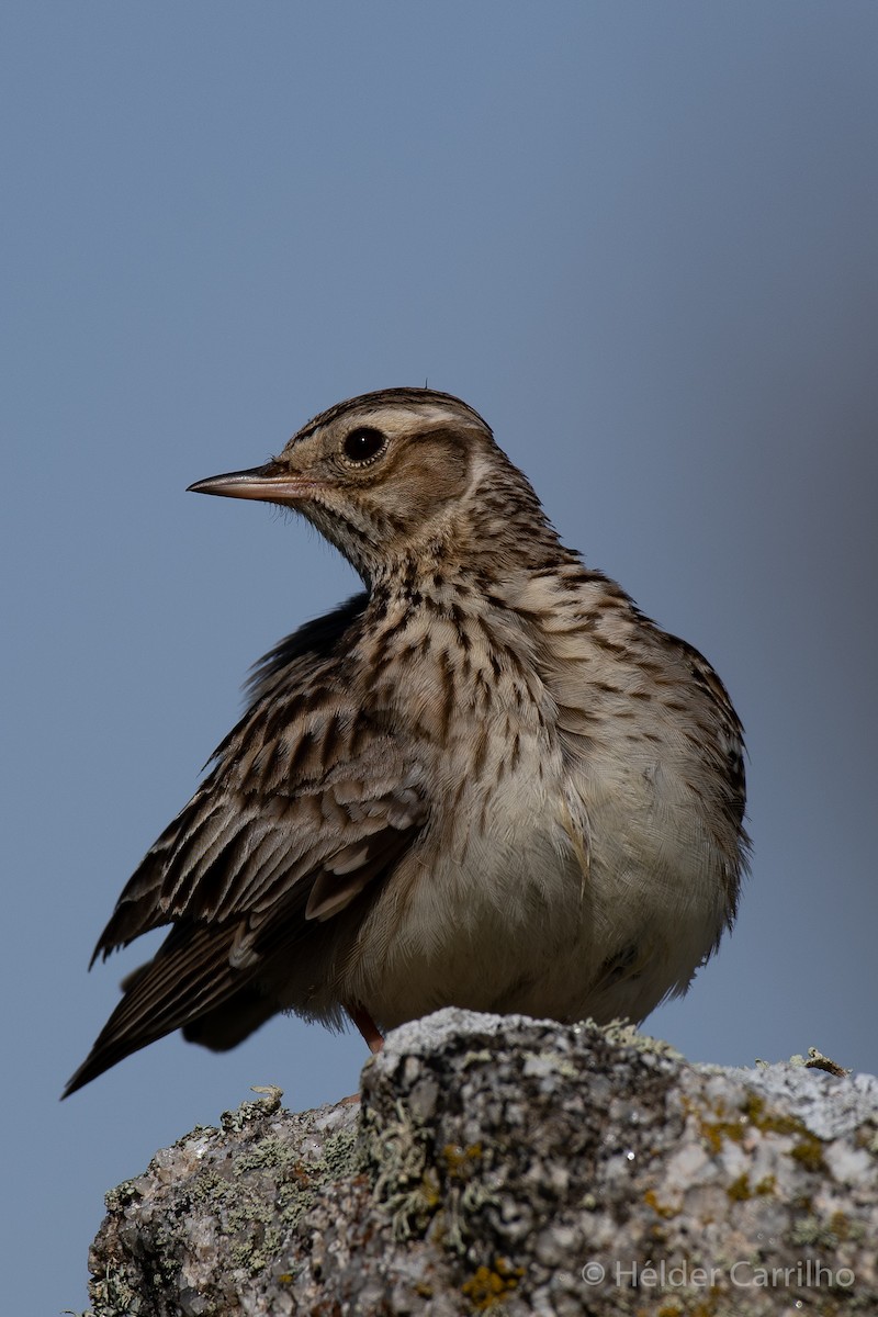 Wood Lark - ML616288698