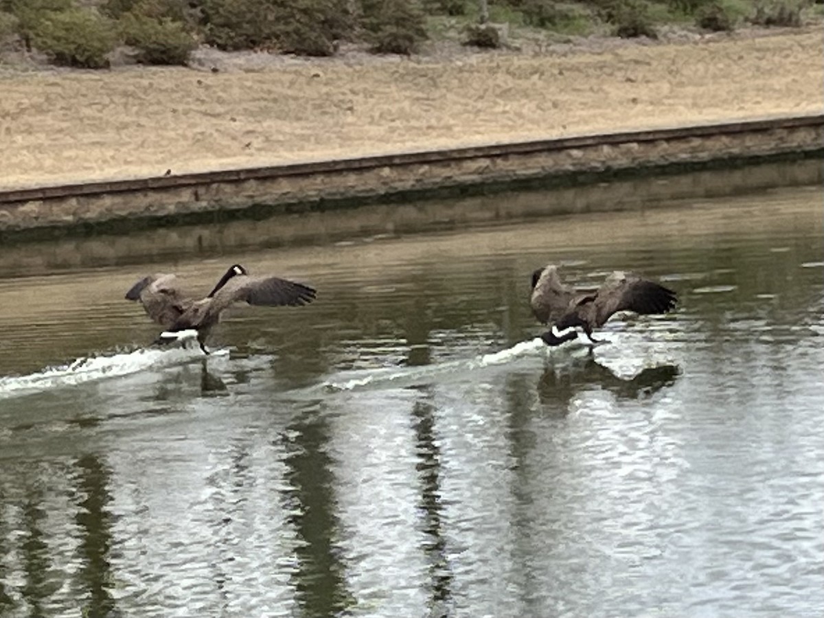 Canada Goose - ML616288706