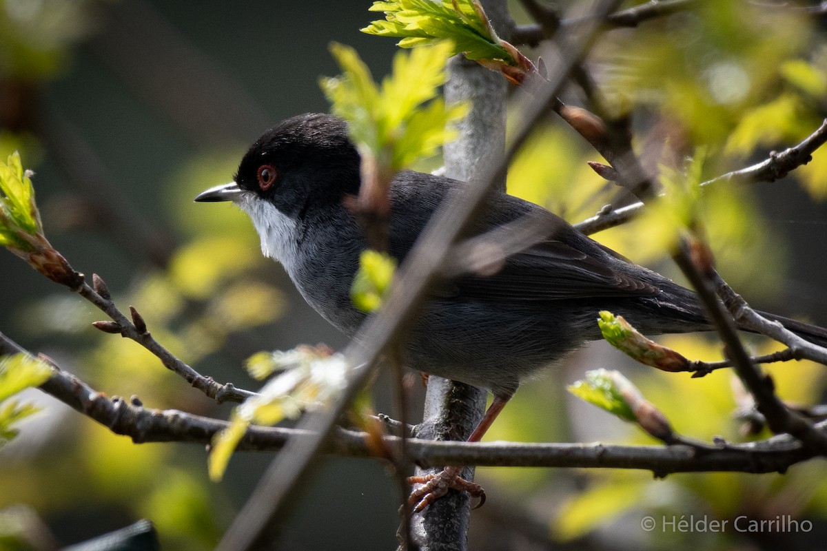 Sardinian Warbler - ML616288746