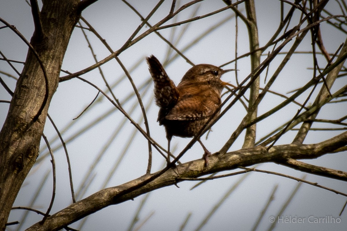 Eurasian Wren - ML616288751