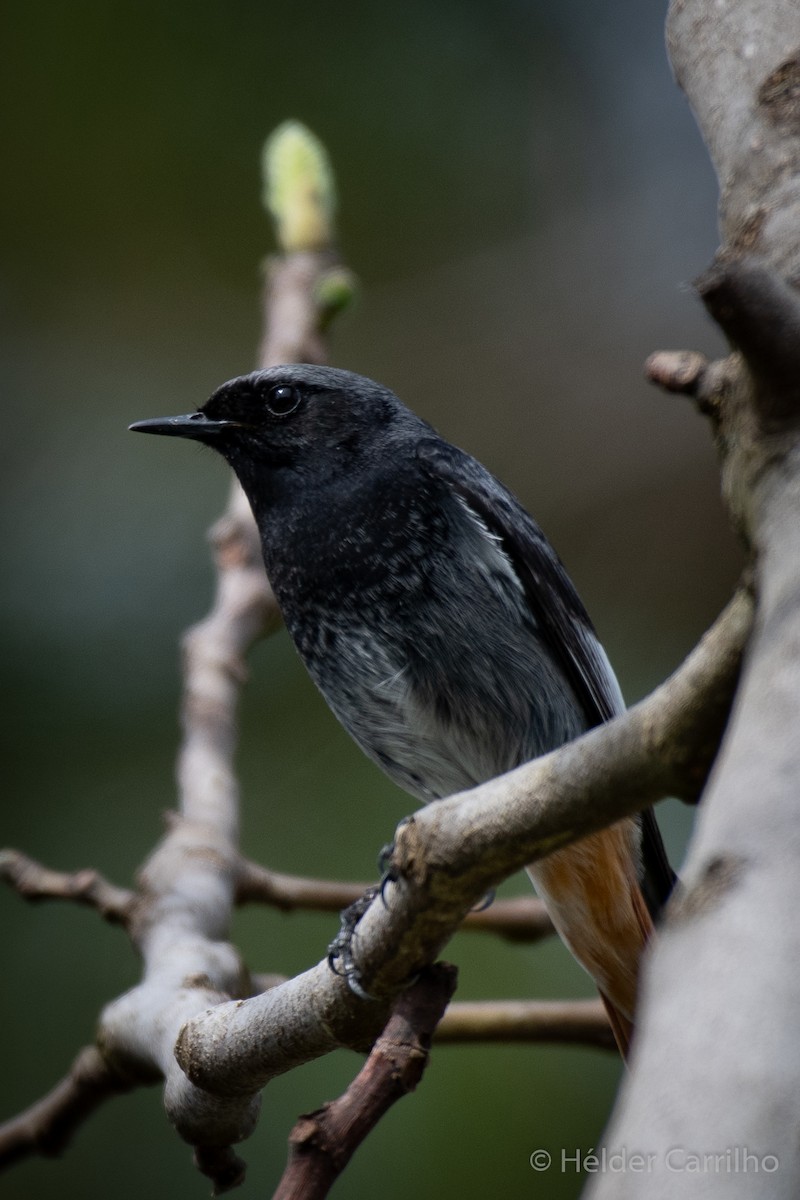 Black Redstart - ML616288758