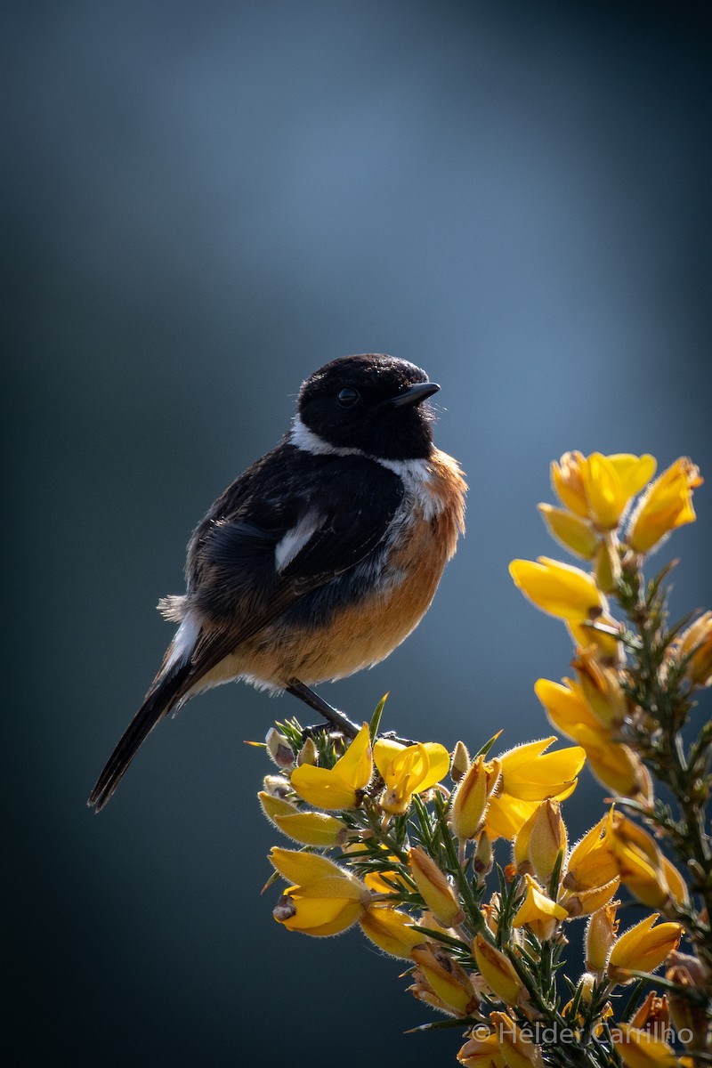 European Stonechat - Hélder Carrilho