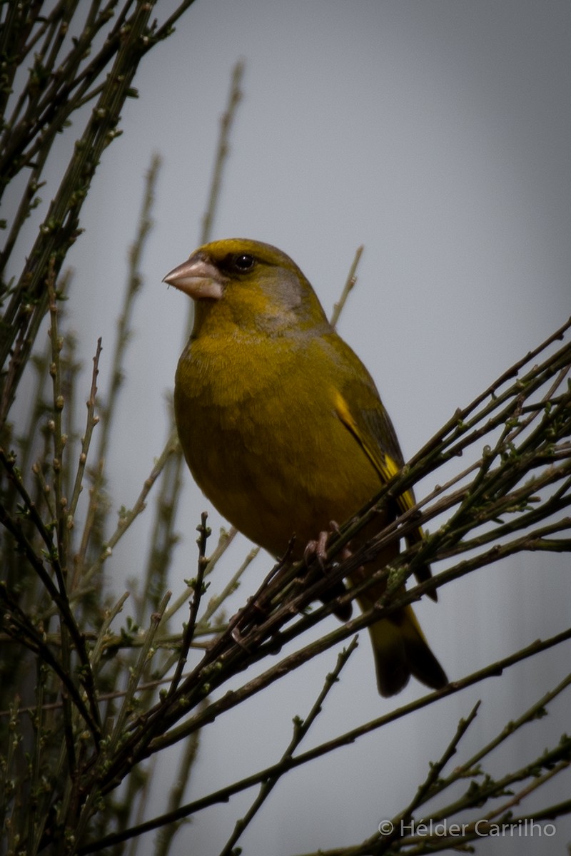 European Greenfinch - ML616288779