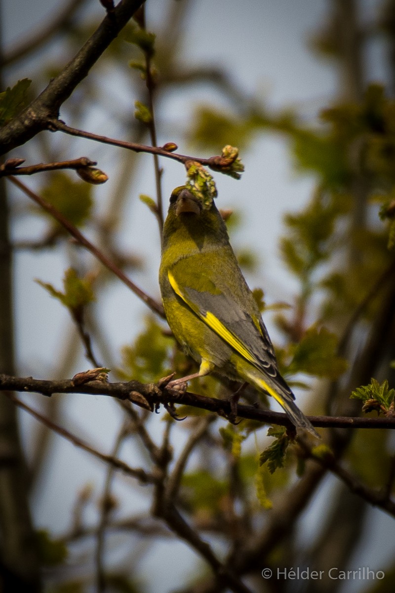 European Greenfinch - ML616288780