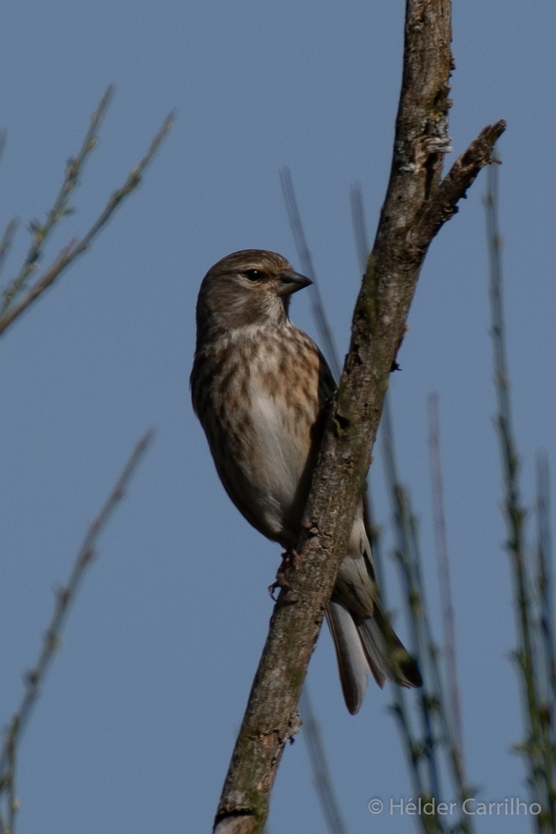 Eurasian Linnet - ML616288810