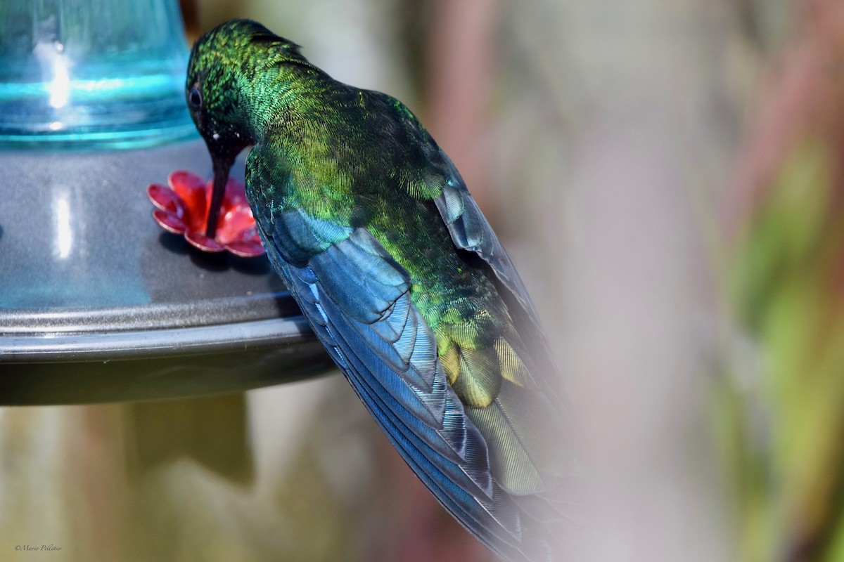 Colibrí Aliazul - ML616288838