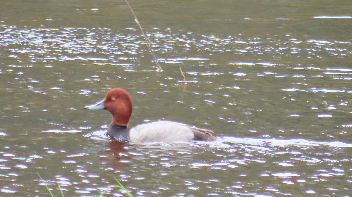 Redhead - ML616288860