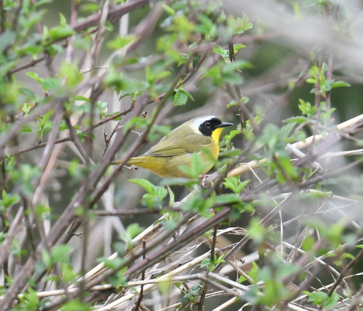 Common Yellowthroat - Cindy Stacy