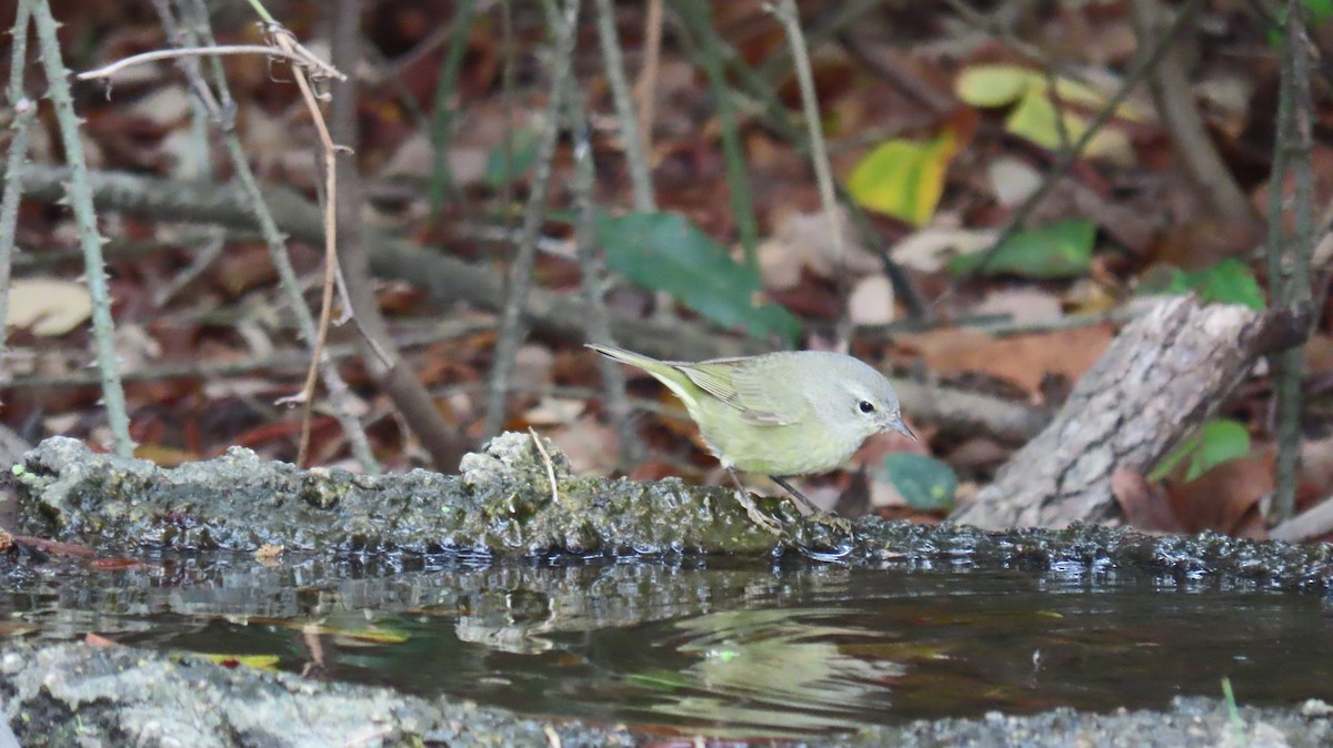 Orange-crowned Warbler - Carol Bell