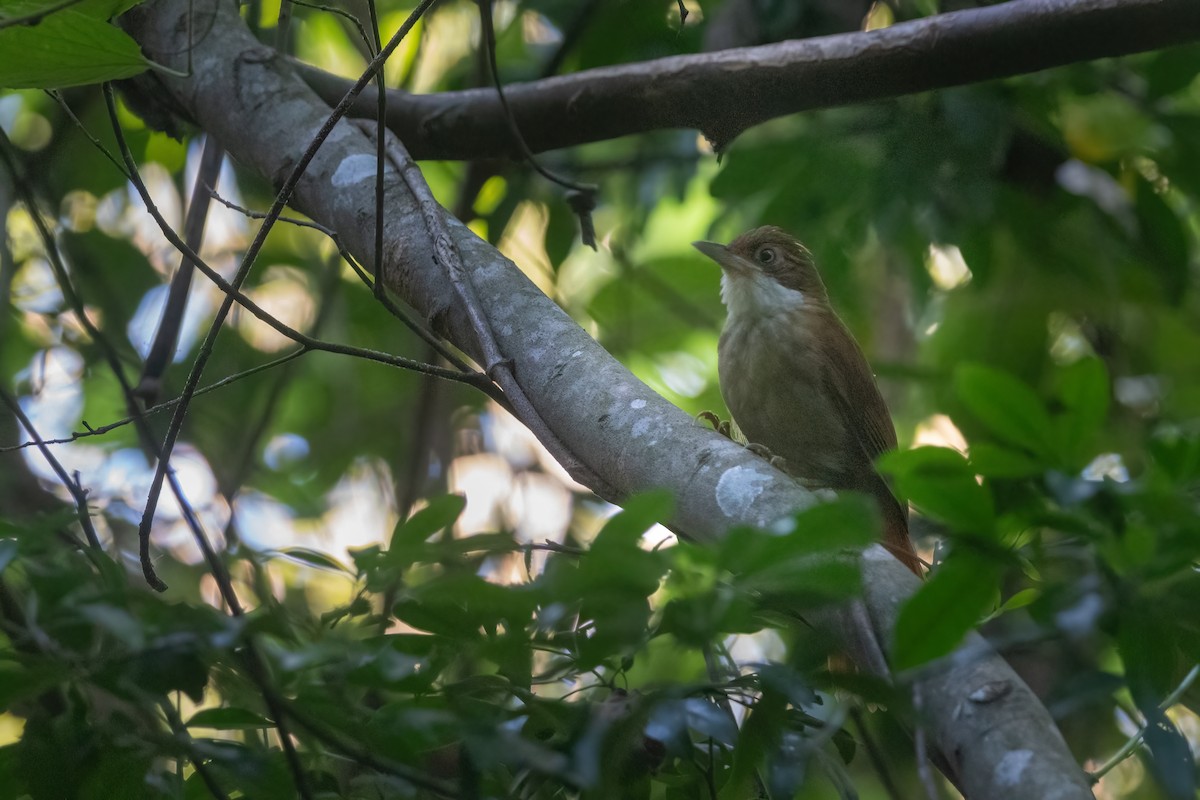 White-eyed Foliage-gleaner - Pablo Re