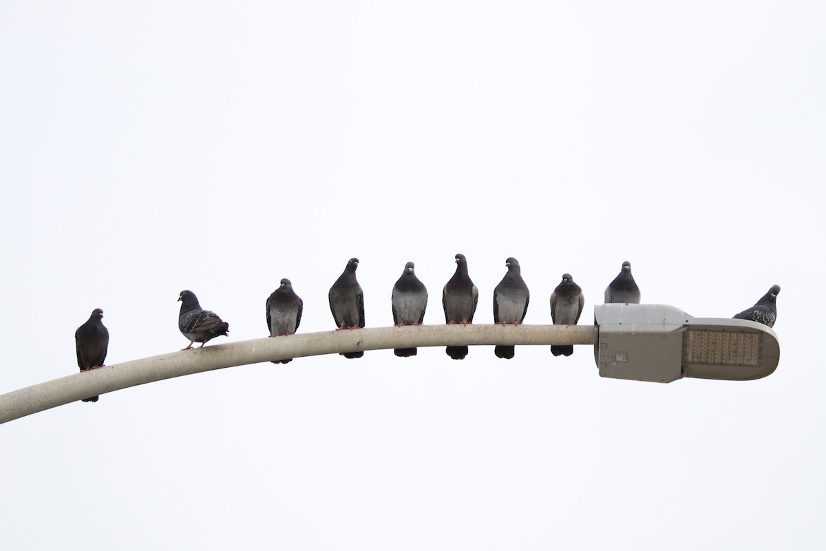 Rock Pigeon (Feral Pigeon) - ML616288897