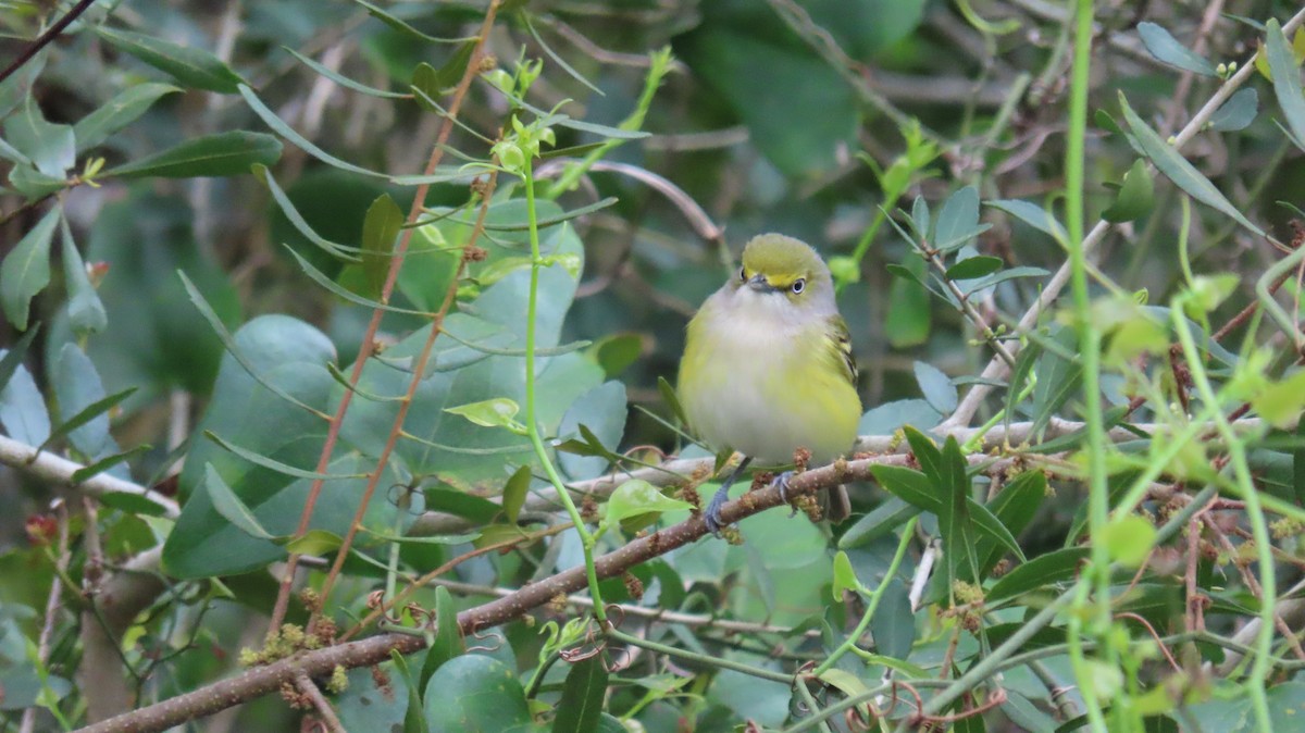 Orange-crowned Warbler - ML616288909