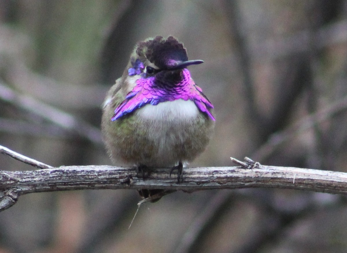 Costa's Hummingbird - Tommy DeBardeleben