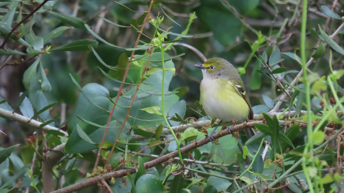 Vireo Ojiblanco - ML616288939