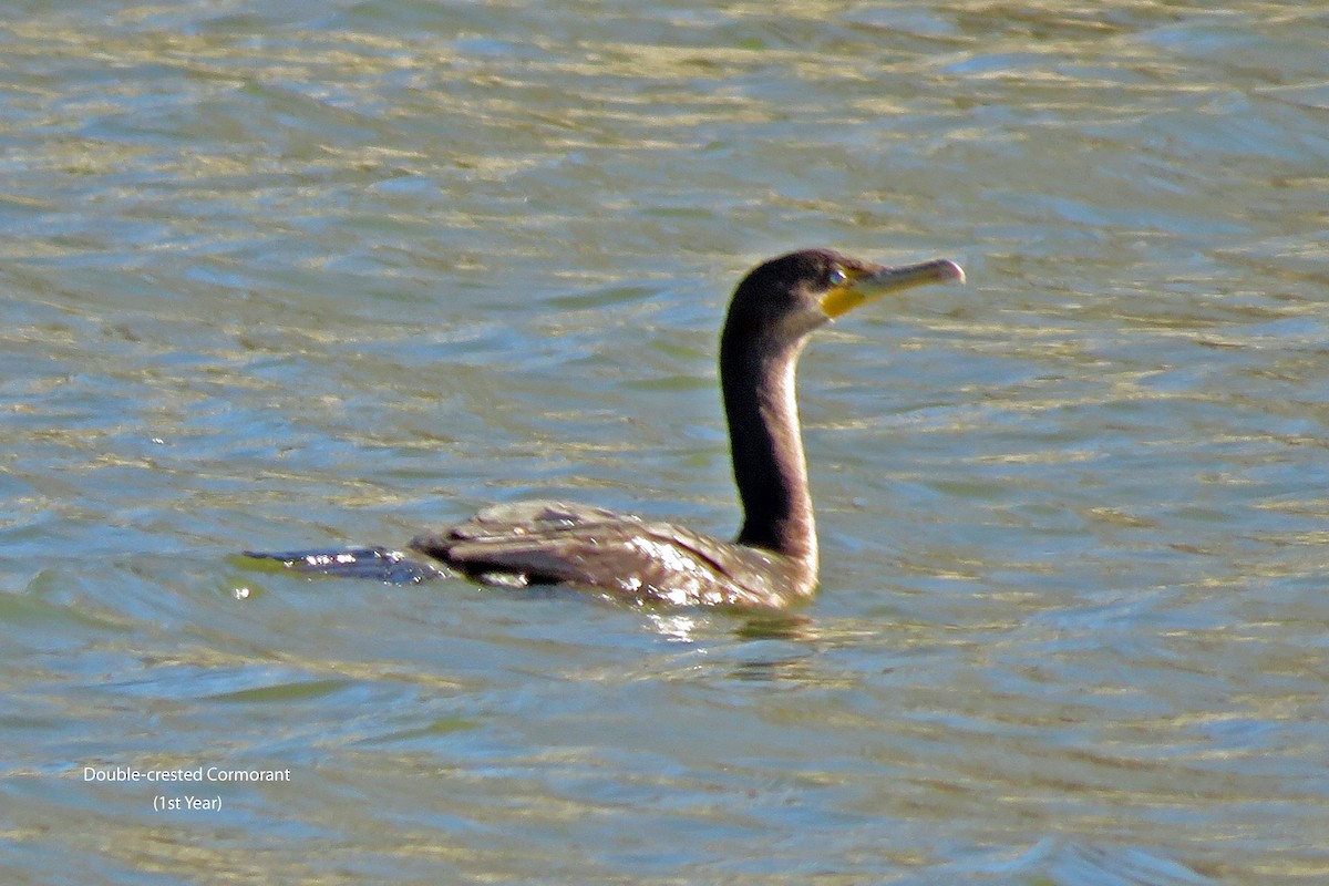 Double-crested Cormorant - ML616288953