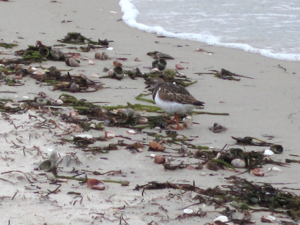 Ruddy Turnstone - ML616288957