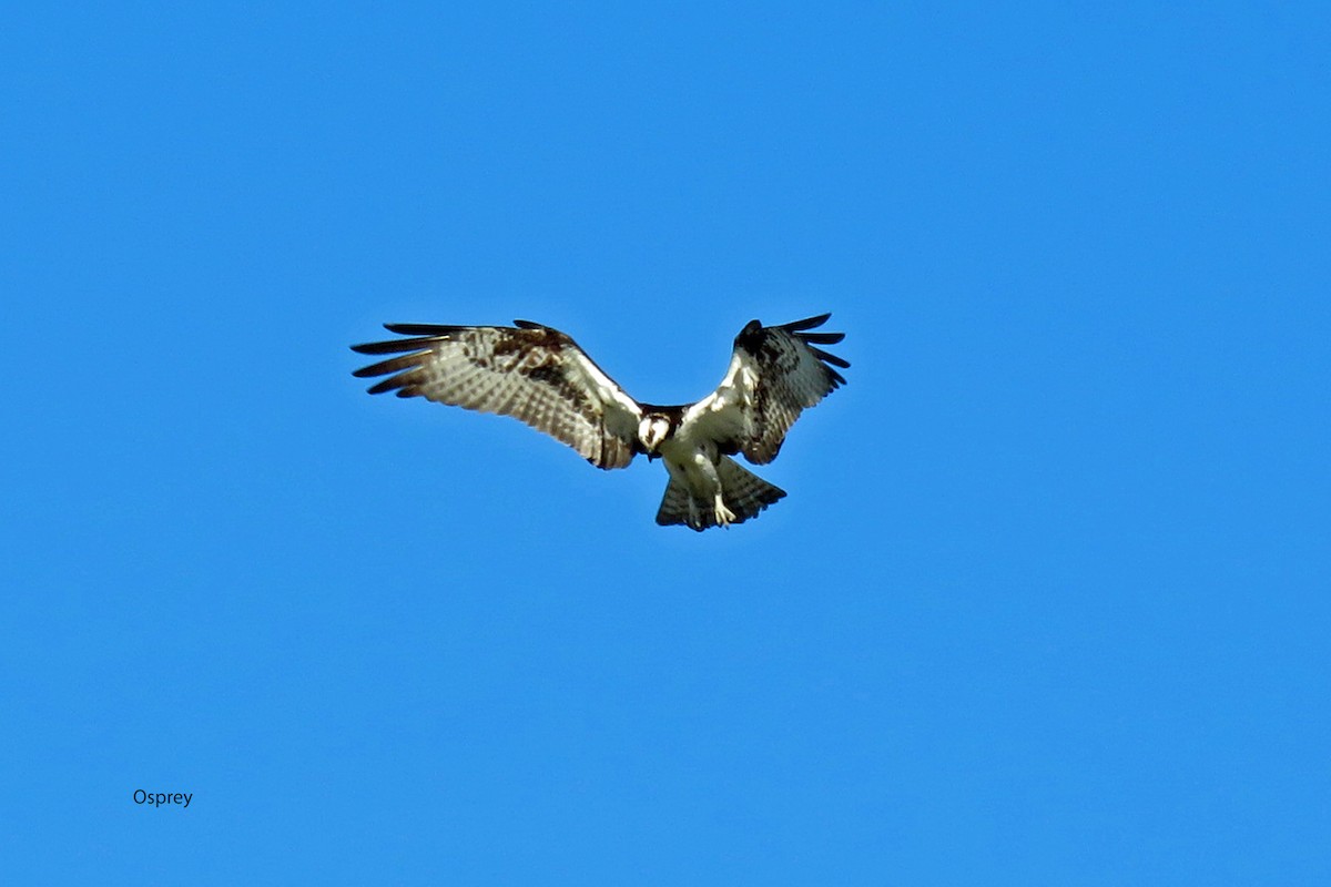 Osprey - ML616288963