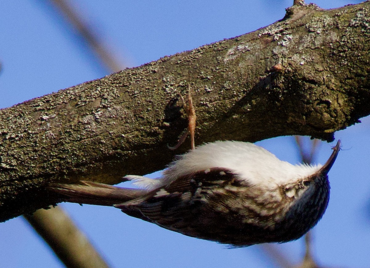 Brown Creeper - Michael Yellin